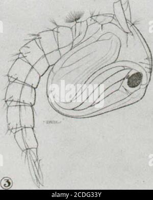 . Insectes nuisibles aux habitations et moiens de les combattants : (avec chapiter sur les animaux nuisibles autres que les insectes) . / / / / // . Banque D'Images