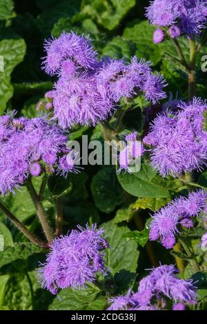 Ageratum houstonianum 'Tetra Blue Mink' Banque D'Images