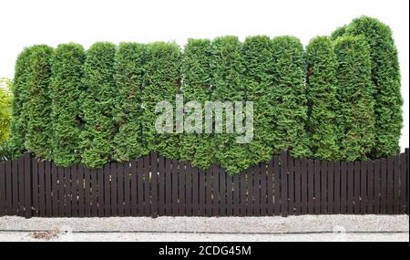 Fragment d'une haie de clôture rurale plantes vertes Banque D'Images