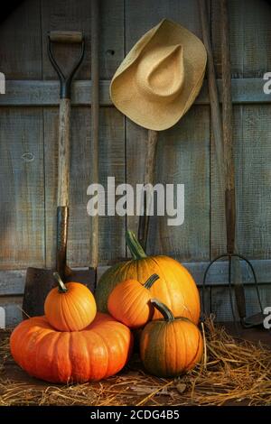 Outils de jardin en hangar avec citrouilles Banque D'Images