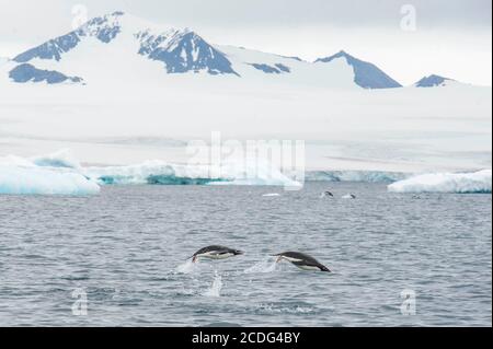 Adelie Penguins, Pygoscelis adeliae, en mer près de Brown Bluff sur la péninsule antarctique Banque D'Images