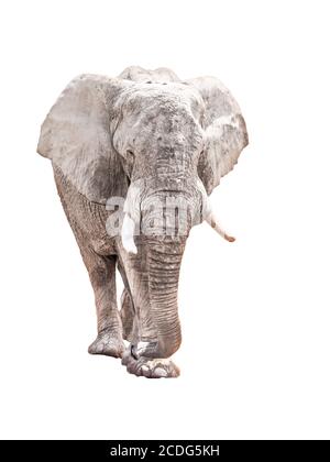 Immense éléphant d'afrique isolé sur fond blanc. Banque D'Images