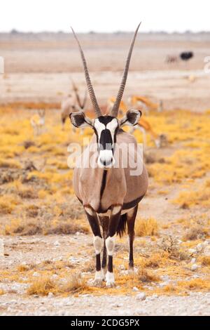 Vue de face de gemsbok, gemsbuck, oryx gazella, antilope. Originaire du désert de Kalahari, Namibie et Botswana, Afrique du Sud. Banque D'Images