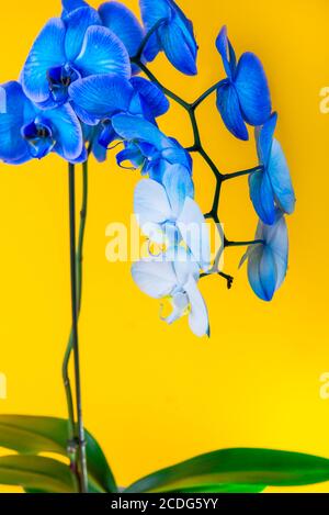 Gros plan fleurs d'orchidées de phalaenopsis en pot bleu et blanc sur fond jaune vif. Plante artificiellement colorée. Contraste moderne Banque D'Images