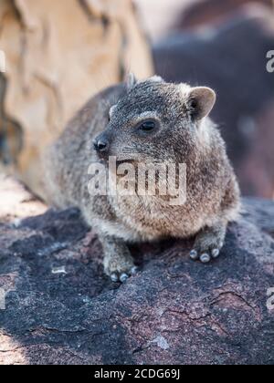 Rat Dassie (Petromus tydicus) - le parent le plus proche de l'éléphant Banque D'Images