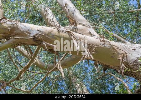 UK Eucalyptus / Gum Tree bauges et branches avec bleu ciel d'été. Peut-être Eucalyptus gunnii / Cider Gum, mais peut être E. niphophila ou E. urnigera Banque D'Images