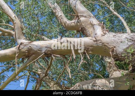 UK Eucalyptus / Gum Tree bauges et branches avec bleu ciel d'été. Peut-être Eucalyptus gunnii / Cider Gum, mais peut être E. niphophila ou E. urnigera Banque D'Images