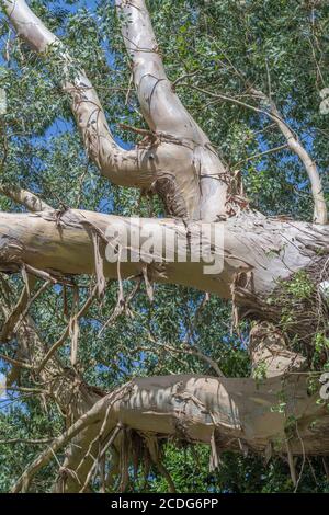 UK Eucalyptus / Gum Tree bauges et branches avec bleu ciel d'été. Peut-être Eucalyptus gunnii / Cider Gum, mais peut être E. niphophila ou E. urnigera Banque D'Images