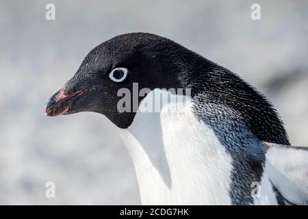 Adelie Penguins, Pygoscelis adeliae, à Brown Bluff sur la péninsule antarctique Banque D'Images