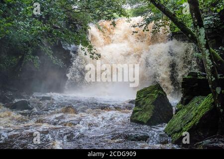 Teesdale, comté de Durham, Royaume-Uni. 28 août 2020. Météo Royaume-Uni. Les eaux d'inondation se sont déchaînée au-dessus de la chute d'eau de la Force de Summerhill après de fortes pluies de nuit ont entraîné une élévation des niveaux de la rivière à Teesdale, dans le comté de Durham. Crédit : David Forster/Alamy Live News Banque D'Images