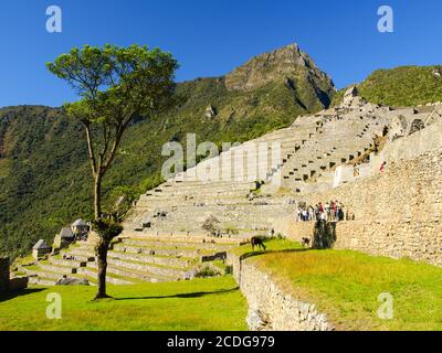 Terrasses vertes du Machu Picchu au Pérou Banque D'Images