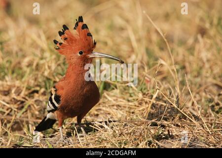 Hoopoe africain, Upupa africana, Afrique Banque D'Images