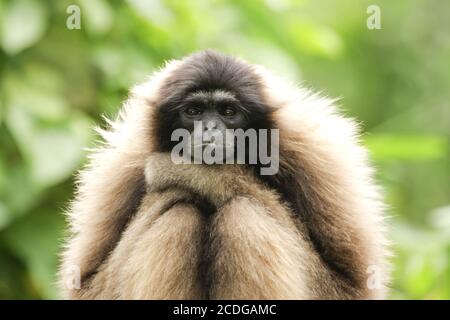 Hylobates muelleri, Bornéo-Gibbon, Malaisie, Bornéo Banque D'Images