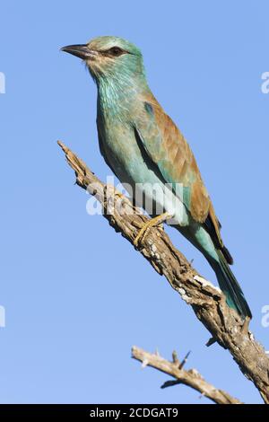 Blauracke, (Caracias garrulus), rouleau européen Banque D'Images