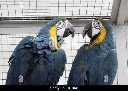 Des aras bleu et jaune dans une cage regardant l'un à l'autre Banque D'Images