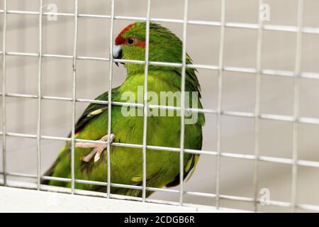 Paraquet à couronne rouge dans une cage Banque D'Images