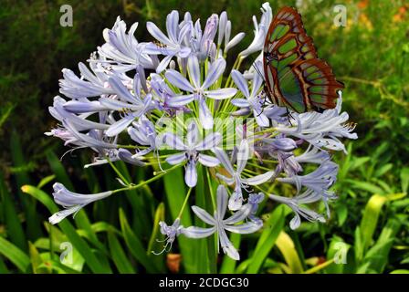 Pagelier malachite papillon Nom latin Siproeta stelenes sur Agapanthus africanus Fleurs 'Albus' Banque D'Images