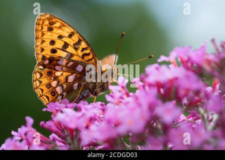 High Brown Fritillary - Argynnis adippe, beau grand papillon coloré de prairies et prairies européennes, Vranov, République Tchèque. Banque D'Images