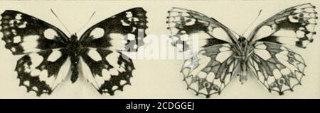 . Le dossier et le journal de variation de l'Entomologiste . FORMES HOMOZYGOTES EXTRÊMES. MOINS EXTRÊME HOMOZYGOTE TACHES APICALES FEMALESWITH TMN. 57Notes sur la reproduction du papillon blanc marbré:Melanargia galathea L. ab. Craskei Tubbs par Richard Revels, f.r.e.s. Je suis redevable à M. Robert Craske d'avoir donné à RalphTubbs et à moi-même l'occasion de reproduire cette aberration recentlyredécouverte du papillon blanc marbré (M.galathea), qui a sur les prébrebis les markingsautour du blotch costal central étendu vers l'extérieur le long de thecosta, rejoignant la barre sub-apicale, et se prolongeant distantcon Banque D'Images