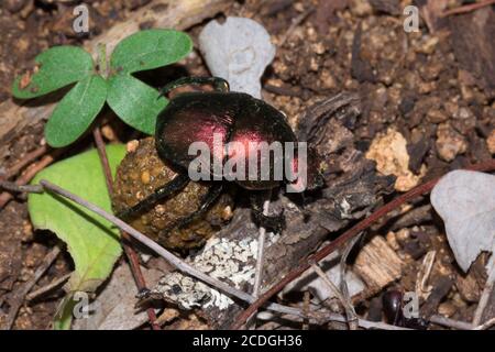 Plum Dung Beetle (convinus Anachalcos) assis sur un ballon de dung, Parc national Kruger, Afrique du Sud Banque D'Images