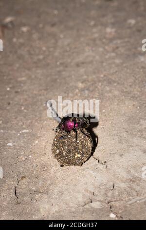 Plum Dung Beetle (convinus Anachalcos) assis sur un ballon de dung, Parc national Kruger, Afrique du Sud Banque D'Images