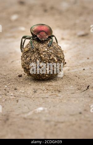 Plum Dung Beetle (convinus Anachalcos) assis sur un ballon de dung, Parc national Kruger, Afrique du Sud Banque D'Images