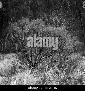 The Woodlands TX USA - 02-07-2020 - Green Bush in Un champ d'herbe sèche en noir et blanc Banque D'Images