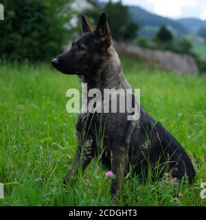 German Shepherd Dog performance ligne grise assis sur un pré en Suisse, en arrière-plan vous pouvez voir les montagnes Banque D'Images