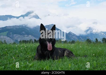 La ligne de performance de Berger allemand grise se trouve sur un pré en Suisse, en arrière-plan vous pouvez voir un mur de brouillard et les montagnes Banque D'Images