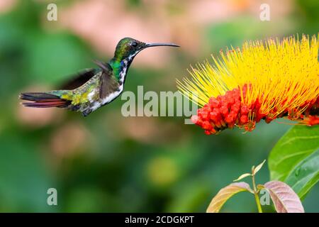 Un jeune colibris de mangue à gorge noire se nourrissant de Monkey Brush, colibri en vol, oiseau dans la nature, fleur exotique, jardin tropical Banque D'Images