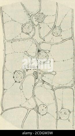 . Ne sehr zarteMembran und einen kleinen Nucleusaufwies. Und, da wir gerade bei denAlgen sind, wugewur auch hervor-heben, wie nach Beobachtungen Steas- BURGERS (1875, 1880a), TAN WlSSE- LiNGHs (1908, 1913bj, K. Meyers(1913), V. Neuexstests (1914), Tan WlSSE- Liebelzbew Zimmeren der (1916). 1921 Erstwenn die Wand fertig gebildet ist, begeben sich die noyaux wieder indie Mitte ihrer Zellen (Fig. 81). H. Bachmann (1904) sah weiterhin, während des Wachstussder Auxosporen von C. Banque D'Images