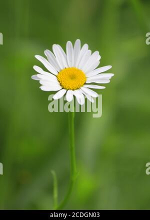 Camomille jardin blanc Banque D'Images