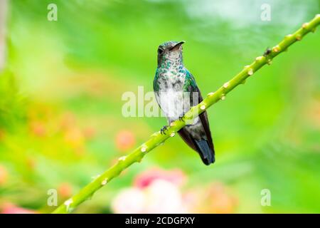 Un colibris bleu-chiné de saphir perçant avec un arrière-plan flou. Hummingbird dans un cadre naturel et lumière naturelle. Oiseau dans la nature Banque D'Images