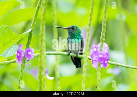 Un colibris de saphir à chiné bleu perçant dans une plante violette de Verbain. Oiseau dans un jardin. Hummingbird dans un environnement naturel. Banque D'Images