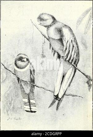 . Saint-Nicolas [série] . FAIRE DE L'AlDbl Oi UN SIEtr iULLSlDh, NATURE ET SCIENCE POUR LES JEUNES GENS 1043. TROGONS—must BliAUTIFLL DE L'UJRDS I920I TROPICAL l'a fait avec d'autres et ainsi transformer le thème en un filet de pêche. Encore une fois, à Ceylan il y a une araignée queer thatli es où la jungle frise les clairières et les parties ajourées du pays de tlie. Il japne une toile à une hauteur de quatre à huit pieds du sol, fixant des pousses d'arbres ou d'arbustes de l'oibt. Il est si fort que vous toblind, si vous entrez dans lui, ou même cogner votre tête coxering. Les araignées nichent dans le thecenter est souvent aussi grand qu'un chapeau de homme, car Banque D'Images