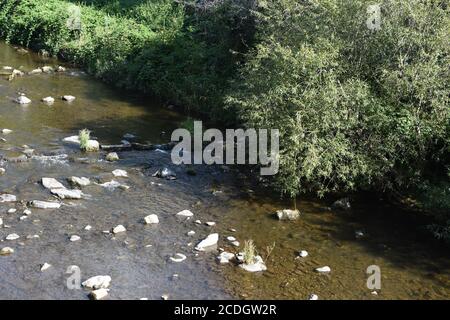 Vue depuis le pont de Mariensteg à Freiburg im Breisgau sur la rivière Dreisam en Allemagne. Les berges de la rivière sont surcultivées avec des buissons d'extrémité de contrefort. Banque D'Images