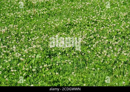 Le trèfle blanc ou en latin Trifolium repens entouré d'herbe verte peut être utilisé comme arrière-plan. La photo a été prise pendant la journée ensoleillée d'été. Banque D'Images