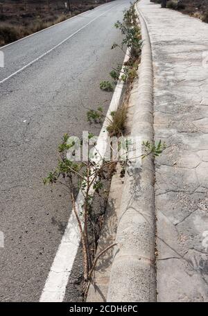 Nicotiana glauca (tabac d'arbre) Grandir à travers Tarmac sur la route en Espagne Banque D'Images