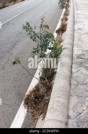 Nicotiana glauca (tabac d'arbre) Grandir à travers Tarmac sur la route en Espagne Banque D'Images