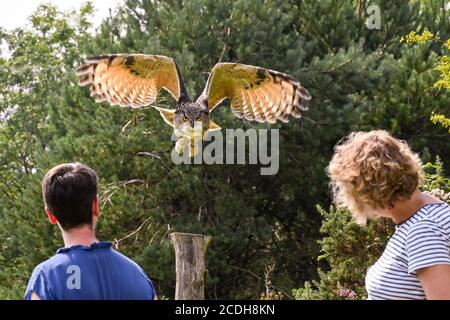 Carmarthen, pays de Galles - août 2020 : hibou de l'aigle survolant la tête des gens lors d'une exposition par le British Bird of Prey Centre dans le Carmarthenshire Banque D'Images