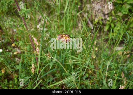 Anthyllis vulneraria inflorescence jaune et orange Banque D'Images