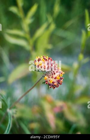 Anthyllis vulneraria inflorescence jaune et orange Banque D'Images