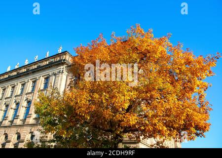 Arbre d'automne avec de grandes branches dans la ville Banque D'Images