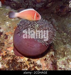 Poisson-clownfish et manger Anemone Banque D'Images