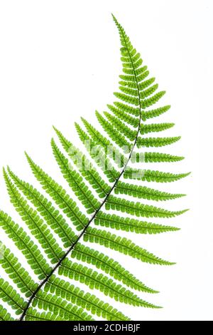 La délicate feuille verte en courbure douce de la fougère Dryopteris wallichiana sur fond blanc pur Banque D'Images