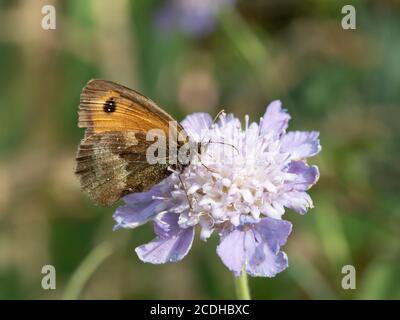 Un papillon brun de prairie (Maniola jurtina) Se nourrissant d'une fleur Scabiosa graminifolia en poudre bleue ailes rabattues Banque D'Images