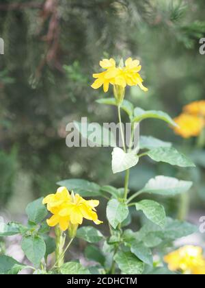 Fleur jaune Aphelandra crossandra, famille des Acanthaceae fleurit dans le jardin sur fond de nature floue Banque D'Images