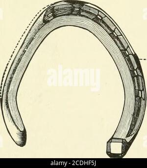 . Un livre de texte de fers à cheval, pour les fers à cheval et les vétérinaires . Caisson d'arrière gauche avec branche interférente (surface du sol), pour la position de base étroite. Figure 156. La même (surface du sabot). Figure 157.. ...a Banque D'Images