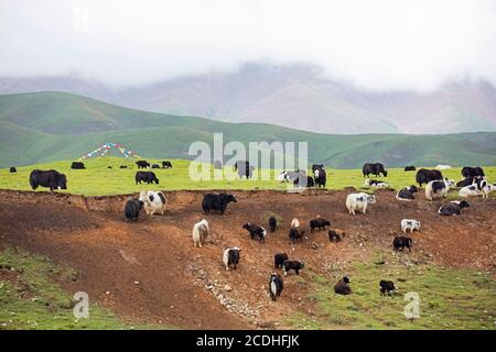 Yaks domestiques (Bos grunniens) avec veaux et drapeaux de prière dans l'Himalaya chinois, plateau tibétain, Chine Banque D'Images