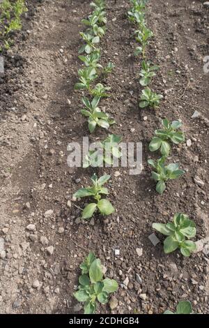 Culture de fèves biologiques cultivées à la maison plantes 'Witkiem Manita' (Vicia faba) poussant sur un allotement dans un jardin de légumes dans le Devon rural, Angleterre, Royaume-Uni Banque D'Images